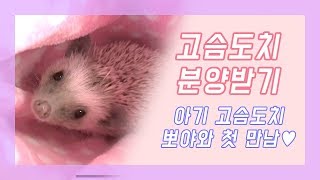 아기 고슴도치 분양받으러 가요♪ 뽀야와 첫만남♥ *나나뽀야