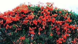 Orange trumpet vine plant growing | Flame vine plant | Pyrostegia venusta plant