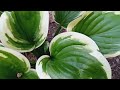 Hostas that brighten up shady beds