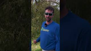 Why You Shouldnt Plant A Weeping Willow