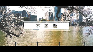 【上野】不忍池と桜