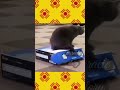 saryana order paithyam erukkumatrukuசரியான ஆர்டர் பன்ற பைத்தியமா இருக்கு funny cat funnypets shorts