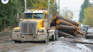 Extreme Dangerous Fastest Big Chainsaw Cutting Tree Machines | Monster Stump Removal Excavato #24