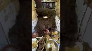 मधुमक्खी ने चारों ओर से छंगानी जी को घेर लिया 😨🦟🦟🦟🦟..#shorts #food #viralvideo