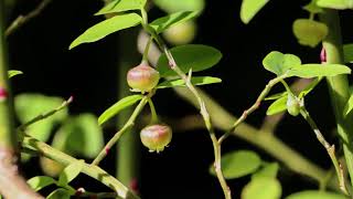 red huckleberry - Vaccinium parvifolium. Identification and characteristics