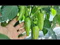 Ano ang magandang #fungicide para sa atsal #tips #pepper farming #tutorial