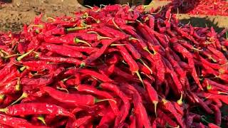 લાલ સૂકા મરચા (Dry Chilli)