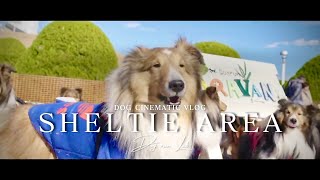 Sheltie Area | Dog Cinematic Vlog shot on Sony A6700