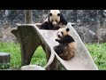 20240423 Le Le wanted to play but none of the twin was free @Dujiangyan Chinese Giant Panda Garden