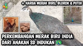 PERKEMBANGAN MERAK BIRU INDIA DARI ANAKAN SAMPAI INDUKAN #merakbiru #merak #ayamhias