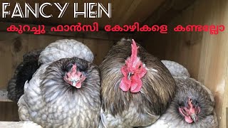 Fancy hen/നമ്മുക്ക് കുറച്ചു ഫാൻസി കോഴികളെ കണ്ടല്ലോ #petcreationchemmanoor