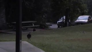 早朝のヤブツカツクリ Bush Turkey (Alectura lathami) オーストラリア・クイーンズランド