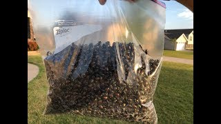 We Trapped 10,000 Beetles In a Bag!