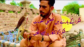 Shikra price and traning in Pakistan||  shikra license and price ||pakistan falconry