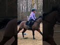 Jasper was a little star in his jump lesson yesterday!!!✨ #equestrian #horse #jasper #horseriding