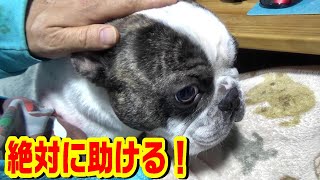 こんなに可愛い愛犬を病気なんかに負けさせない！　悪性腫瘍（ガン）の宣告を受けたフレンチブルドッグの闘病生活『ぶーちゃん日記』