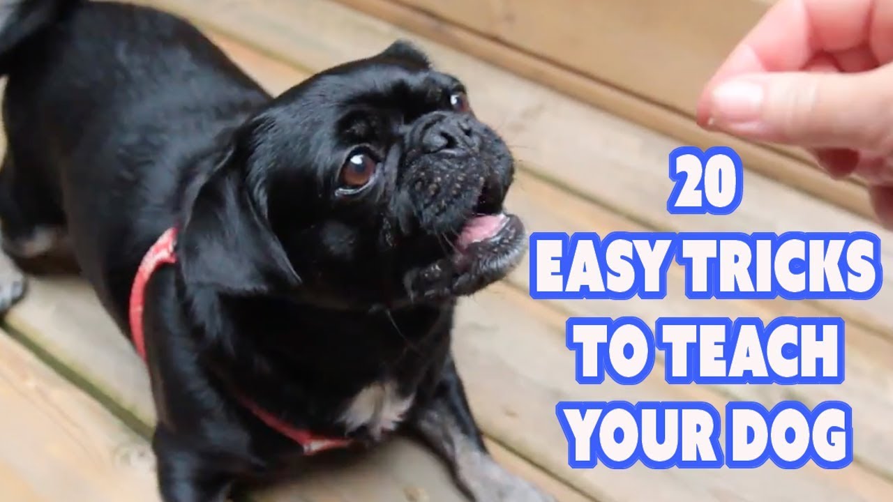 Bored Stuck At Home? Try 20 Easy Tricks To Teach Your Dog - YouTube