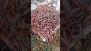 ଆମ ନଦୀର ଚିଙ୍ଗୁଡ଼ି ମାଛ 🦐🦐 video please like 🥺 support me fishing viralvideo 🦐🦐