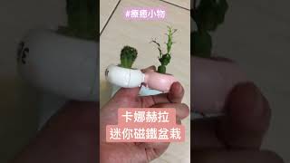 卡娜赫拉迷你磁鐵盆栽 療癒小物  #看我買什麼 #社畜有三寶團購摸魚準時跑