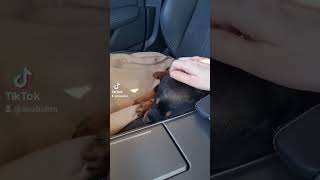 Rottweiler Elli matkustaa autossa 🤗 Päivä 10        #rottweiler