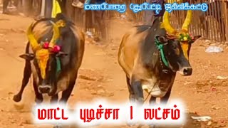 மாட்ட புடிச்சா 1 லட்சம் 😱 || மணப்பாறை புதுப்பட்டி ஜல்லிக்கட்டு2025