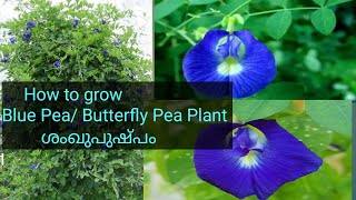 How to grow Blue Pea /Butterfly Pea Plant//ശംഖുപുഷ്പം വീട്ടിൽ വളർത്താം.