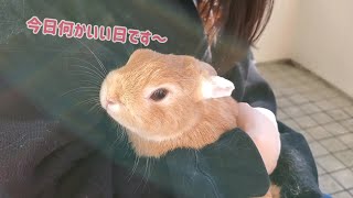 うさぎとの生活「お庭でぽかぽかタイム」の巻。#57