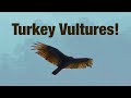 Turkey Vultures Are Underrated