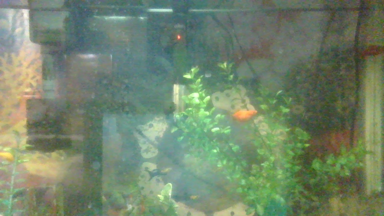 Fish Tanks Setup Youtube