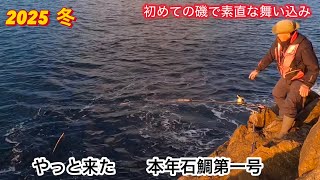 【石鯛釣り】やっと来た　本年石鯛第一号