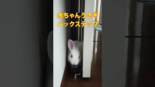 赤ちゃんうさぎの華麗なバックステップ！#Shorts【赤ちゃんうさぎの成長日記】 #うさぎちゃん #rabbit #bunny #うさみ