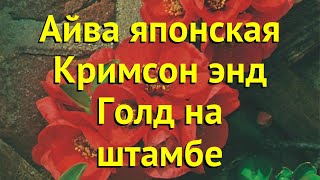 Айва японская Кримсон энд Голд на штамбе. Краткий обзор