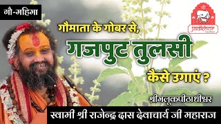 How to plant Gajput tulsi || गजपुट तुलसी का महत्व || श्री राजेन्द्र दास जी महाराज