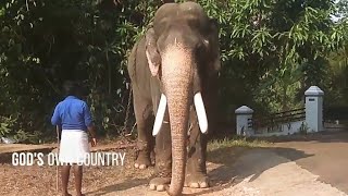 കുന്നുമ്മേൽ പരശുരാമൻ | Kunnummel Parasuraman | Kerala Elephants | കേരളത്തിലെ ആനകൾ