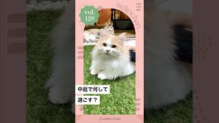 「シャボン玉🫧」 #nekochan #猫 #ねこ #ねこのいる暮らし #ねこ部 #ilovemycat #catlover #シャボン玉 （VOICEVOX Nemo）