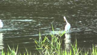 野鳥撮影・ 迷鳥　カラシラサギ　Chinese egret　２