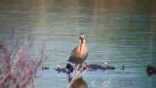 アメリカオオハシシギ（1）迷鳥（アラスカ・アンカレッジ） - Short-billed Dowitcher - Wild Bird - 野鳥 動画図鑑