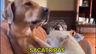 Sacatripas y sus últimas aventuras . Ey