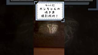 ついに、ボンちゃんの鳴き声撮影成功！ボンちゃんオスだった！ #ボンちゃん #カエル #クランウェルツノガエル