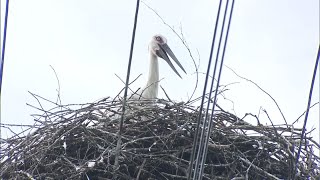 「無事巣立ちの日を迎えてほしい」５月誕生したコウノトリのひな　識別の足環が取り付けられる