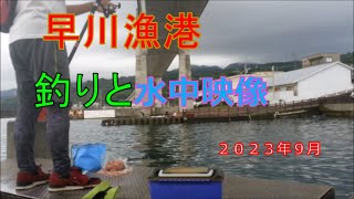 早川漁港　釣りと水中映像 ２０２３年９月