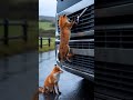 animals warning signals to humans rescue dog animals