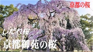 【京都御苑の桜】近衛邸跡の枝垂れ桜/出水の枝垂れ桜