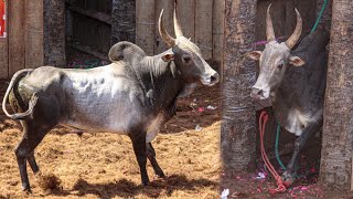 Kosavapatti Jallikattu 2025 Videos 05 | கொசவப்பட்டி ஜல்லிக்கட்டு 2025 Videos 05