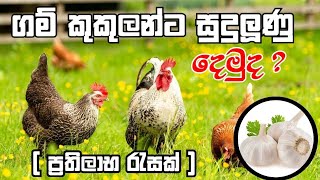 gam kukulanta sudu lunu demu | gam kukulanta beheth | ts animal world