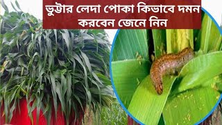 ভুট্টার লেদা পোকা | ভুট্টা লেদা পোকা দমনে সহজ নিয়ম জেনে নিন | Maize Leda Insects | Krishi Janala