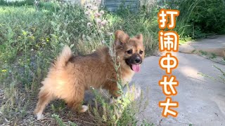 小土狗在打闹中长大，铲屎官：狗子的快乐你想不到系列