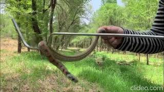 Rhabdophis lateralis (Tiger Keelback), Labagoumen Primeval Forest 2019