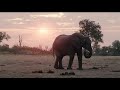 Natucate Private Wilderness Experience 2023 - Botswana 🌿🇧🇼🦁