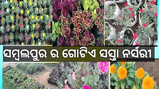 ସମ୍ବଲପୁର ର ଗୋଟିଏ ସସ୍ତା ଓ ସୁନ୍ଦର ନର୍ସରୀ /ସସ୍ତା ନର୍ସରୀ visit